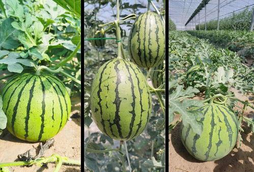 免费吃瓜活动详情,揭秘活动详情大揭秘!