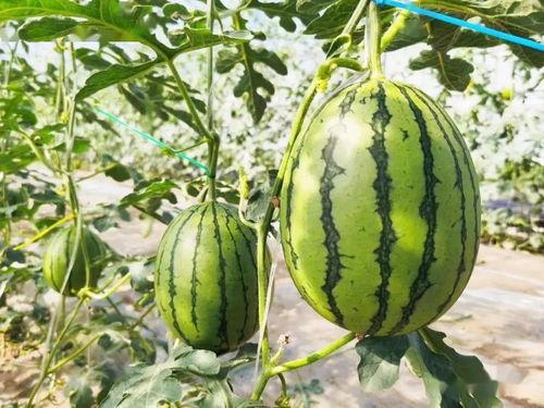 免费吃瓜活动详情,揭秘活动详情大揭秘!