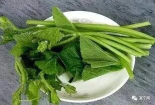 富宁县吃瓜,品味田园生活