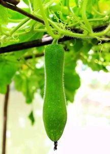 吃瓜的家庭,揭秘日常生活中的欢乐与矛盾