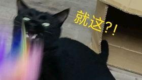 吃瓜小熊捡猫,温馨故事感动网友