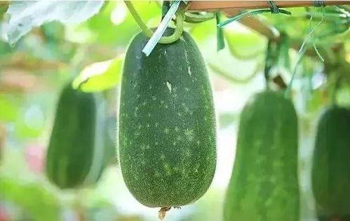 吃瓜5份,揭秘吃瓜5份背后的故事与真相