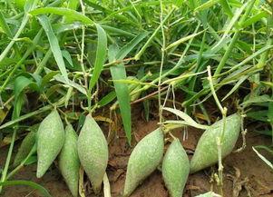 吃瓜身上长疙瘩,吃瓜引发的皮肤疙瘩之谜