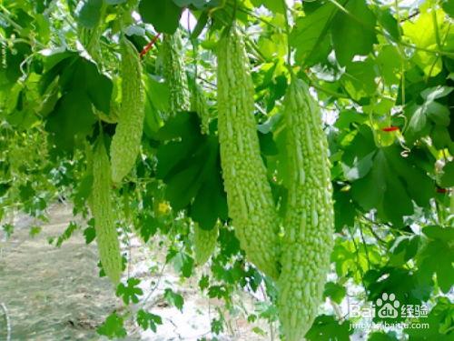 吃瓜身上长疙瘩,吃瓜引发的皮肤疙瘩之谜