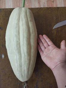 芦瓜叶可以吃吗,绿色餐桌上的美味佳肴