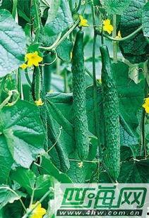 芦瓜叶可以吃吗,绿色餐桌上的美味佳肴