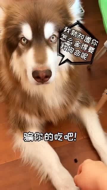 梨瓜可以给狗吃吗有毒吗,狗狗的健康零食?揭秘其安全性及潜在毒性