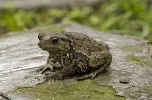 梨瓜可以给狗吃吗有毒吗,狗狗的健康零食?揭秘其安全性及潜在毒性