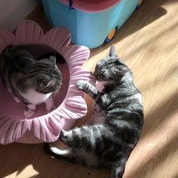 他喵吃瓜视频,揭秘“他喵吃瓜”视频背后的热门话题与娱乐焦点