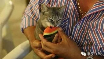 他喵吃瓜视频,揭秘“他喵吃瓜”视频背后的热门话题与娱乐焦点