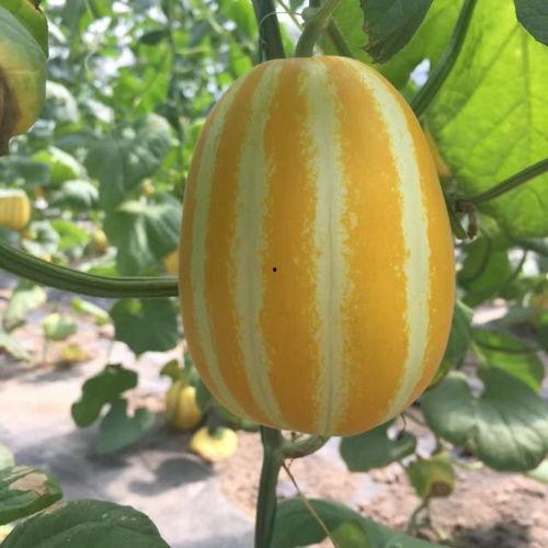 吃瓜教室里,揭秘娱乐圈幕后故事