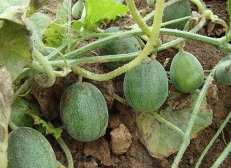 什么瓜可以晒干吃,揭秘瓜果晒干食用的独特魅力