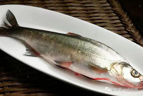 大鱼儿吃瓜围观时间,揭秘围观背后的时间奥秘