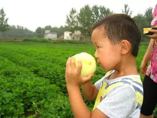 山西吃瓜协会,品味地方特色,传承民间美食文化