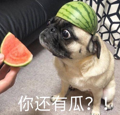 发言吃瓜,一场舆论盛宴的幕后故事