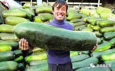 爱意随风起吃瓜,瓜田笑谈间——揭秘爱意随风起背后的甜蜜瓜语