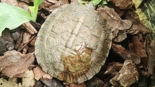 吃木憋瓜,探寻古老食材的神秘魅力