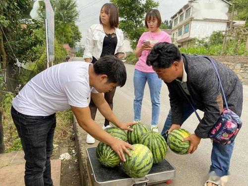 老汉瓜多熟可以吃,丰收时节尽享美味