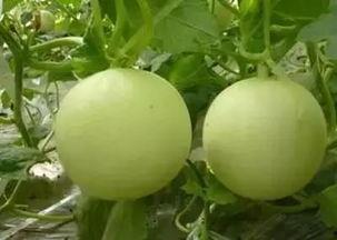 老汉瓜多熟可以吃,丰收时节尽享美味