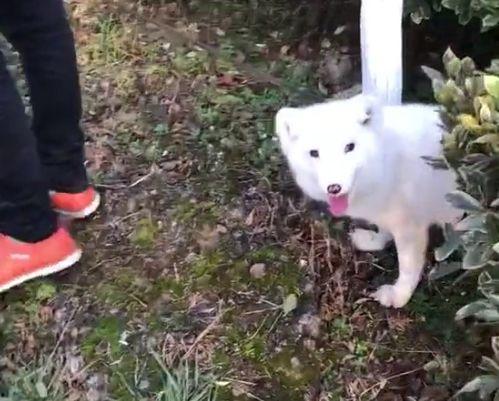 狐狸吃瓜群众,揭秘网络舆论场的众生相