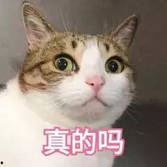 养猫得吃瓜,揭秘猫咪饮食中的“吃瓜”奥秘