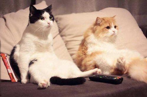 养猫得吃瓜,揭秘猫咪饮食中的“吃瓜”奥秘