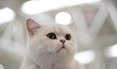 养猫得吃瓜,揭秘猫咪饮食中的“吃瓜”奥秘