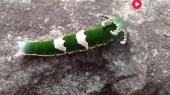 搞怪吃瓜恐龙视频,史上最搞怪恐龙视频大揭秘