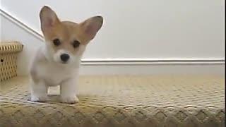 搞怪吃瓜恐龙视频,史上最搞怪恐龙视频大揭秘