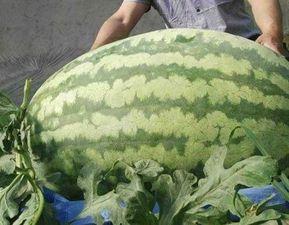 平川中恒吃瓜比赛