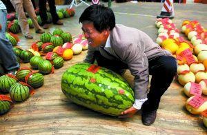 平川中恒吃瓜比赛