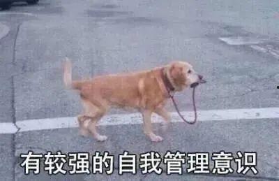 猫狗吃瓜群众,猫狗视角下的吃瓜群众众生相