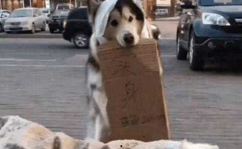 猫狗吃瓜群众,猫狗视角下的吃瓜群众众生相