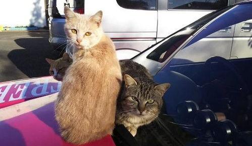 猫狗吃瓜群众,猫狗视角下的吃瓜群众众生相