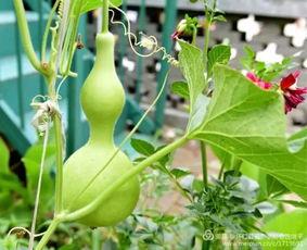 怀仁吃瓜视频,揭秘幕后真相,带你领略网络热点背后的故事