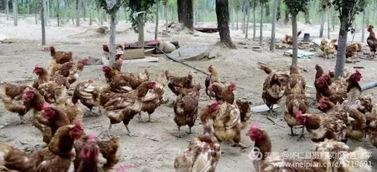 怀仁吃瓜视频,揭秘幕后真相,带你领略网络热点背后的故事