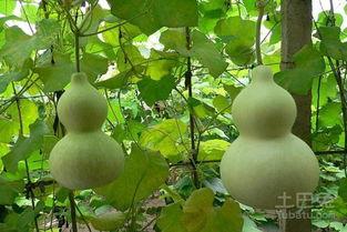 宅家吃瓜有什么好处,居家生活的乐趣与益处